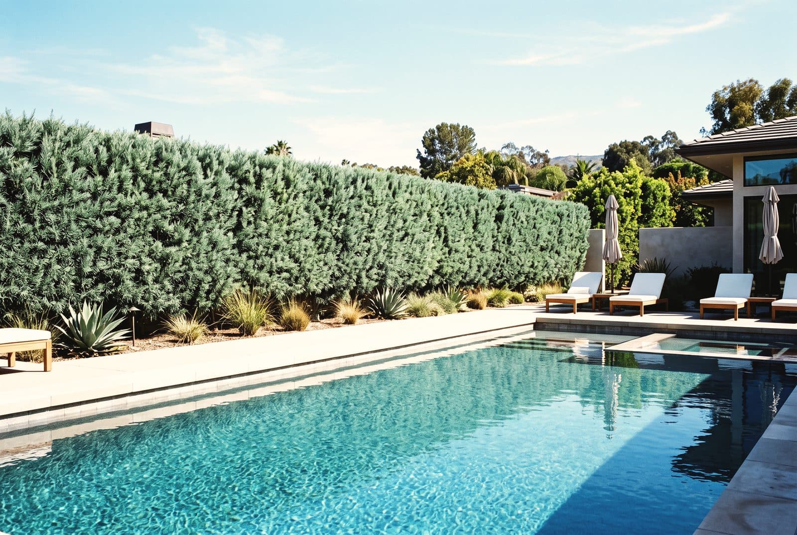 Reference — Pool-line fern pine