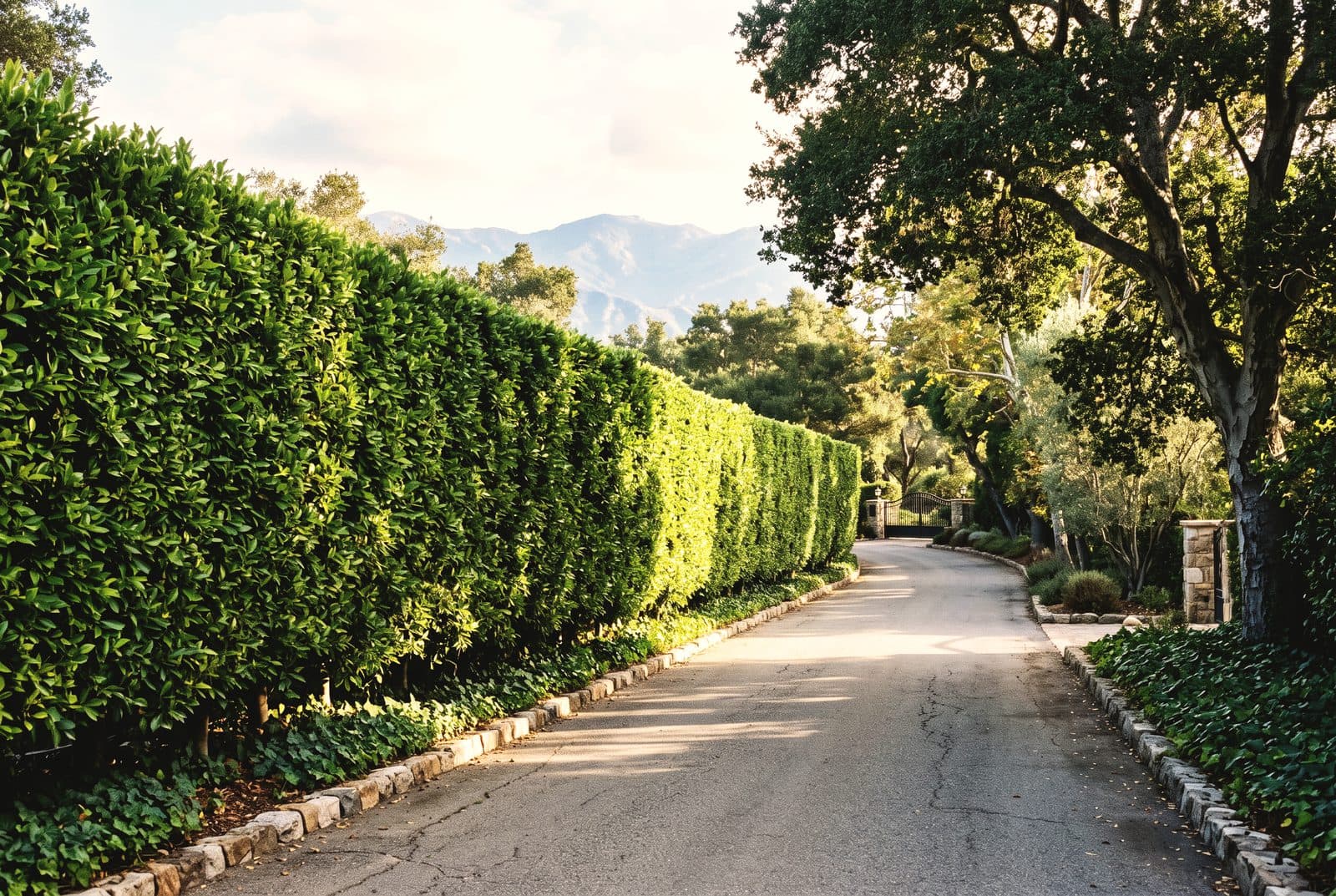 Reference — Montecito allée
