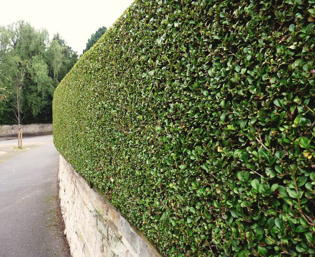 Wax Leaf Privet privacy hedge